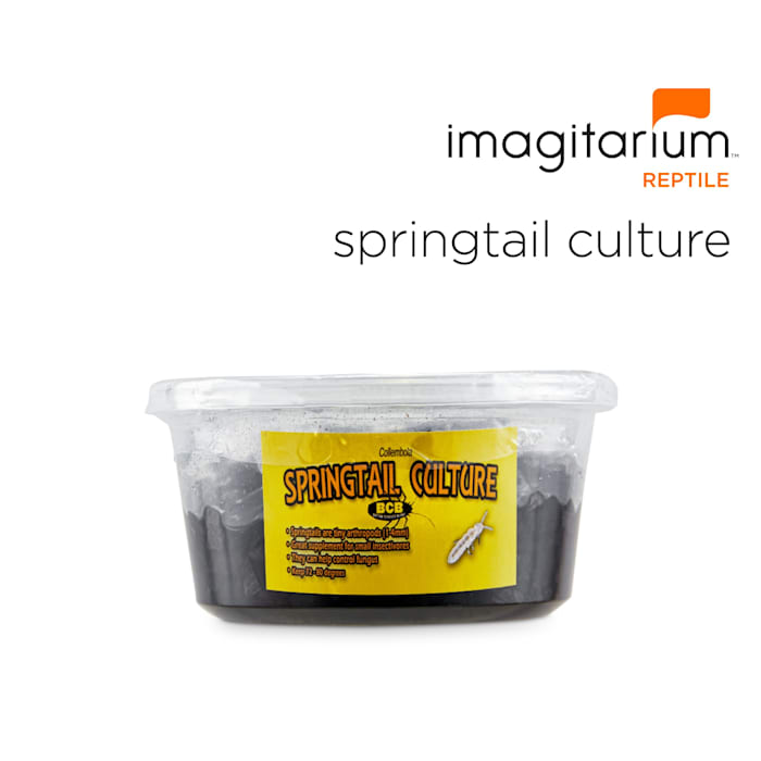 Springtail Culture (Collembola sp.), Pack of 4